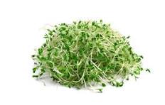 Germes Alfalfa 100g