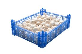Champignons Blanc calibre 40/60 Caisse de +/-3kg