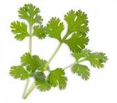 Coriandre
