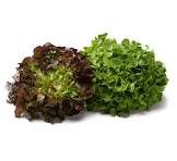 Laitue feuille de chaîne 200g