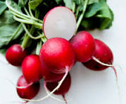 Radis Botte